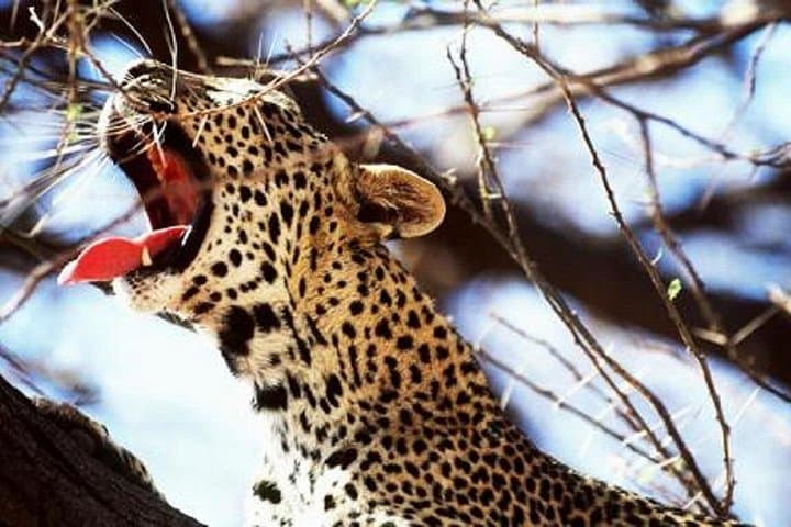 Tsavo West Safari: 3-Day Severin Safari Camp Adventure from Mombasa photo 3