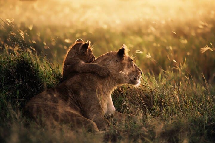 4-Day Shared Camping Safari: Tarangire, Serengeti & Ngorongoro Crater