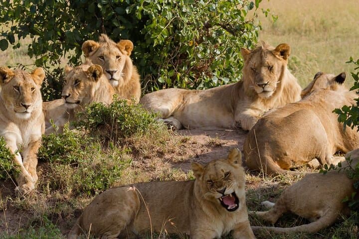 4-Day Shared Camping Safari: Tarangire, Serengeti & Ngorongoro Crater photo 2