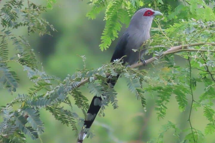 Phnom Penh Birdwatching Day Trip: Oudong Temple & Tonle Sap Wildlife Tour