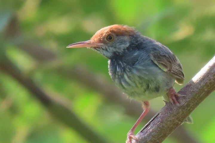 Phnom Penh Birdwatching Day Trip: Oudong Temple & Tonle Sap Wildlife Tour photo 2
