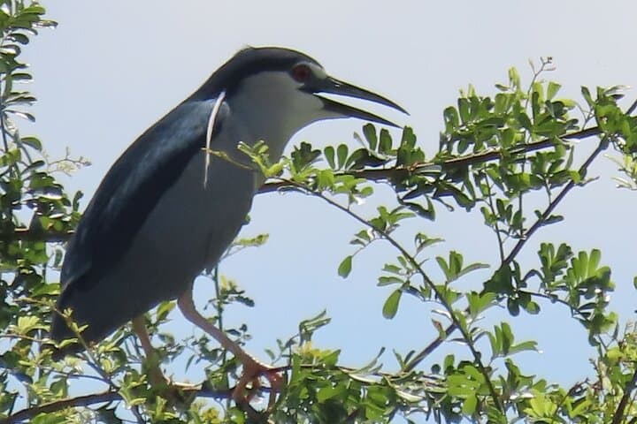 Phnom Penh Birdwatching Day Trip: Oudong Temple & Tonle Sap Wildlife Tour photo 3