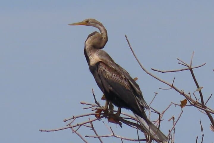 Phnom Penh Birdwatching Day Trip: Oudong Temple & Tonle Sap Wildlife Tour photo 4