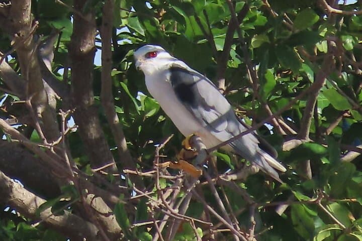 Phnom Penh Birdwatching Day Trip: Oudong Temple & Tonle Sap Wildlife Tour photo 5