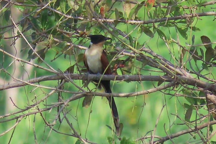 Phnom Penh Birdwatching Day Trip: Oudong Temple & Tonle Sap Wildlife Tour photo 6