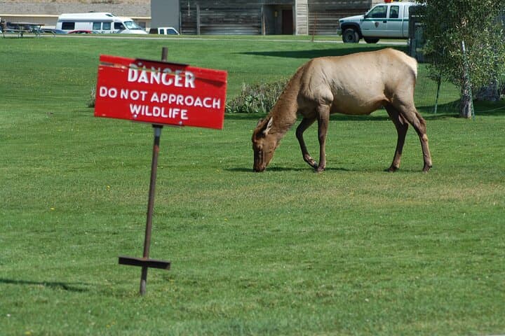 Explore Yellowstone’s Upper Loop: Wildlife, Geysers, and Scenic High Country photo 3