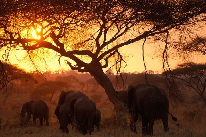 4-Day Shared Camping Safari: Tarangire, Serengeti & Ngorongoro Crater photo 5