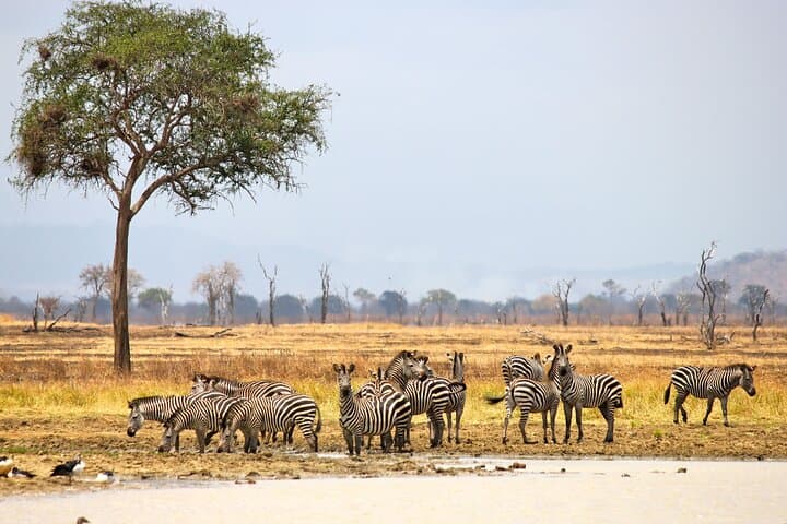 4-Day Shared Camping Safari: Tarangire, Serengeti & Ngorongoro Crater photo 6