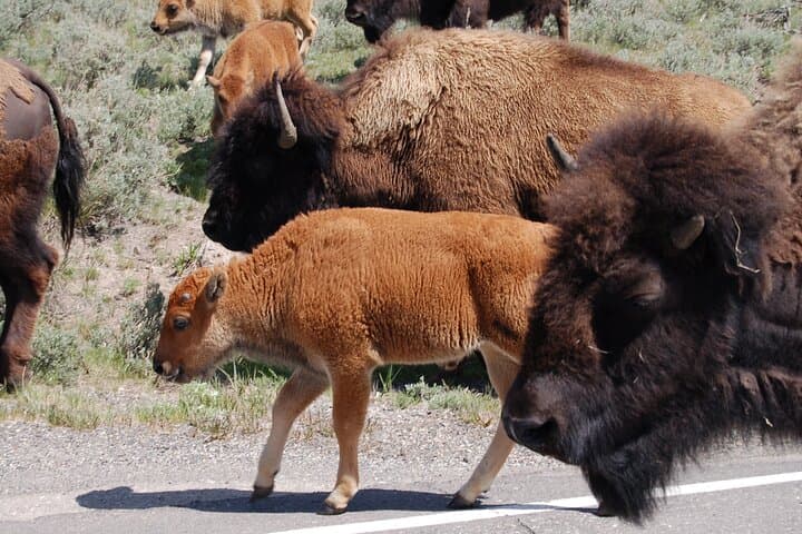 Explore Yellowstone’s Upper Loop: Wildlife, Geysers, and Scenic High Country photo 5