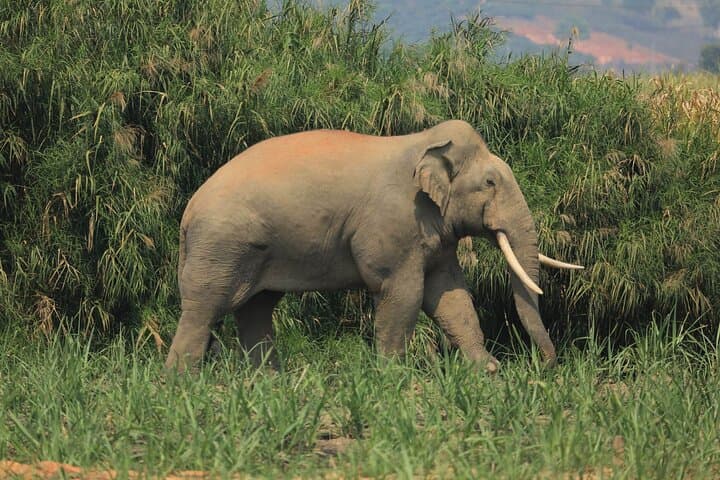 Elephant-Keeper Experience and Kuang Si Waterfall Day Trip from Luang Prabang
