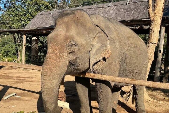 Elephant-Keeper Experience and Kuang Si Waterfall Day Trip from Luang Prabang photo 2