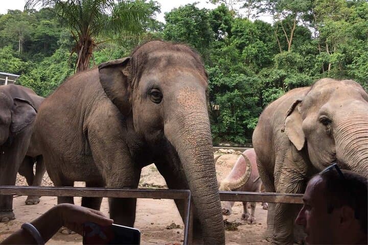 Elephant-Keeper Experience and Kuang Si Waterfall Day Trip from Luang Prabang photo 3