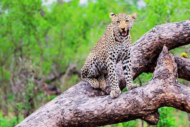 2-Day Kruger Safari from Cape Town — Big Five Game Drives & Hazyview Overnight