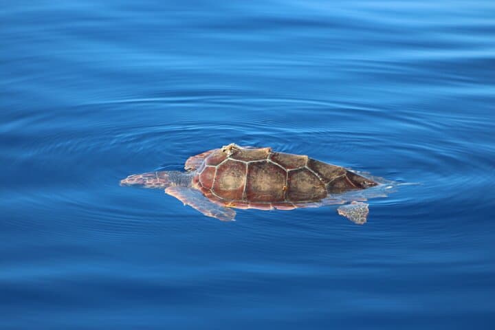 Madeira Magic Dolphin Celebrity Small-Group Catamaran Whale and Dolphin Watching photo 5