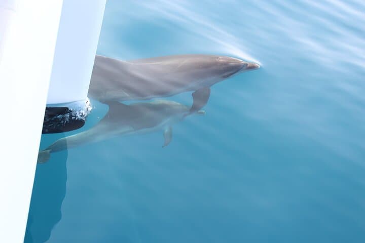 Madeira Magic Dolphin Celebrity Small-Group Catamaran Whale and Dolphin Watching photo 6