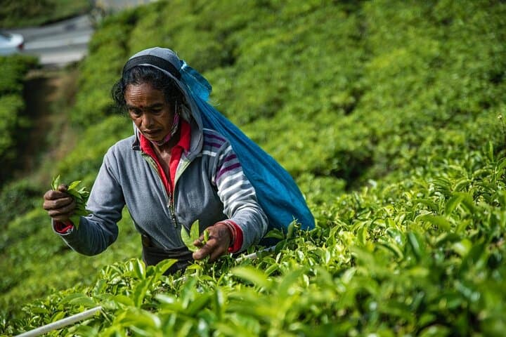 Tea Plucking and Factory Tour from Kandy — Pedro Tea Estate & Ramboda Falls photo 6