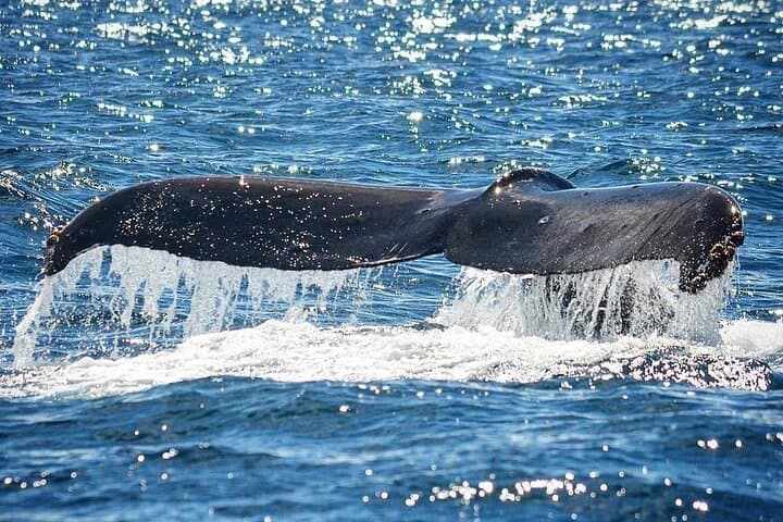 Kauai Raft Whale Watch Discovery — Up‑Close Humpback Encounters photo 2
