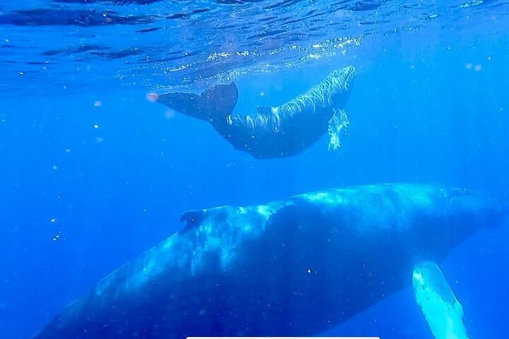 Kauai Raft Whale Watch Discovery — Up‑Close Humpback Encounters photo 4