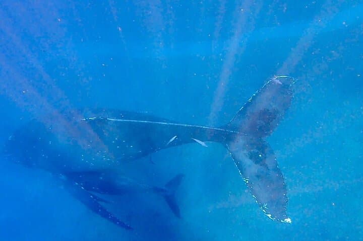 Kauai Raft Whale Watch Discovery — Up‑Close Humpback Encounters photo 6