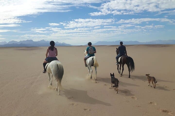 Horseback Riding in Hurghada: Beaches, Dunes & Arabian Horses (Private Transfer) photo 2