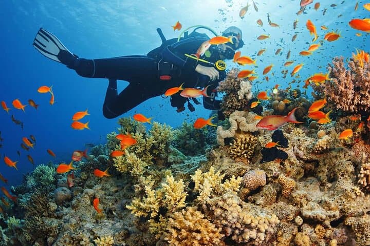 Half-Day Scuba Diving in Alanya — Shipwrecks, Caves & Mediterranean Reefs