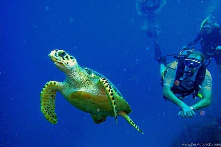 Alanya Mediterranean Scuba Diving: Two-Dive Beginner Tour with Lunch & Transfer photo 3
