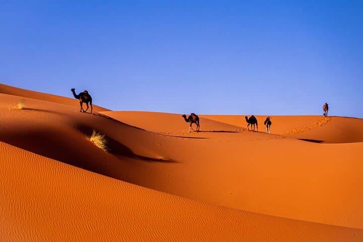12-Day Private Morocco Tour: Imperial Cities, Sahara Dunes & Atlantic Coast photo 3