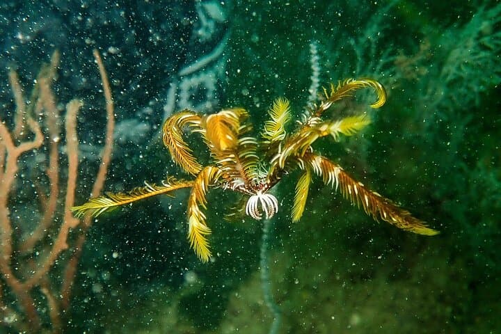 Singapore Scuba: Pulau Hantu & Keppel Bay Two-Dive Adventure photo 5