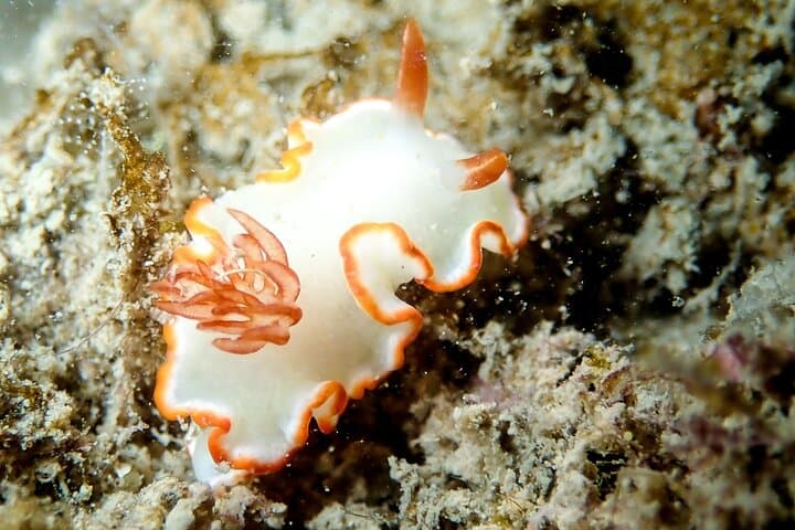 Singapore Scuba: Pulau Hantu & Keppel Bay Two-Dive Adventure photo 6