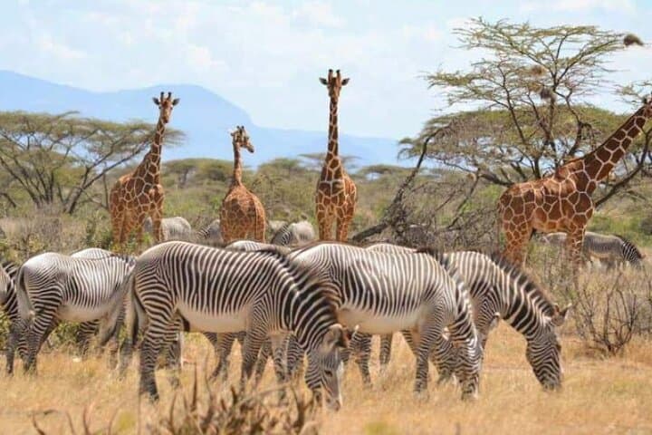 3-Day Samburu Sopa Lodge Private Safari: Wildlife Drives Along the Ewaso Nyiro photo 5