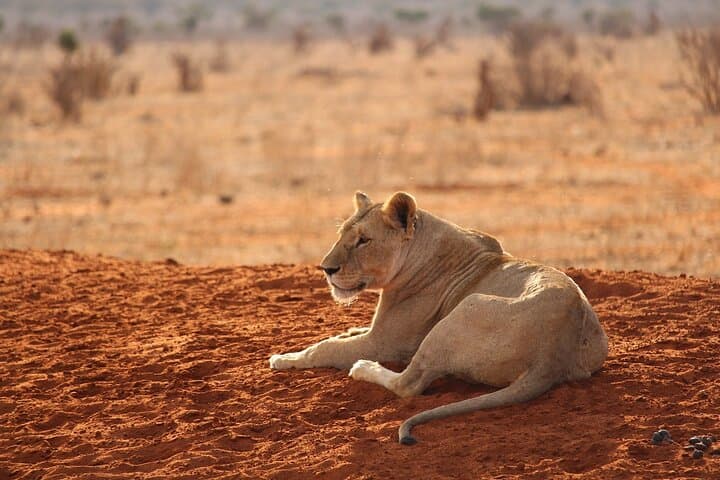 2-Day Tsavo East Safari: Red Elephants, Big Five & Waterhole Lodging photo 2