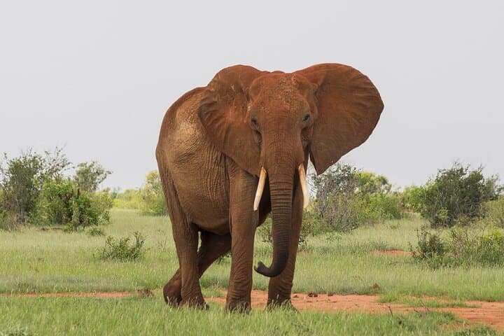 2-Day Tsavo East Safari: Red Elephants, Big Five & Waterhole Lodging