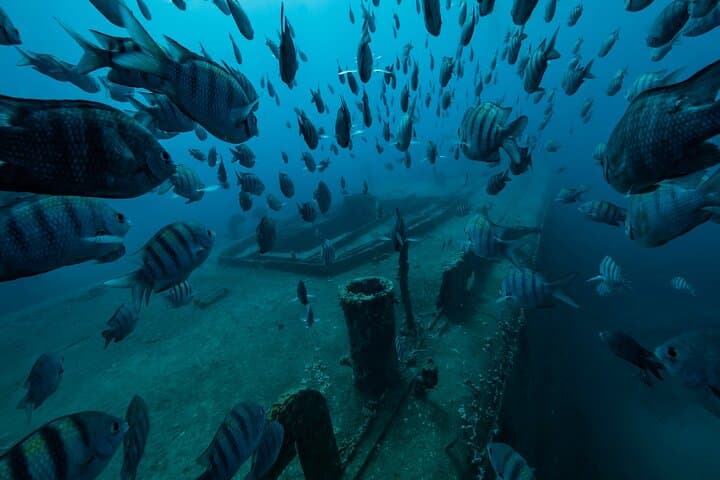 Private Bayahibe 3-Tank Diving Day Trip from Punta Cana — Full-Day Caribbean Scuba photo 3