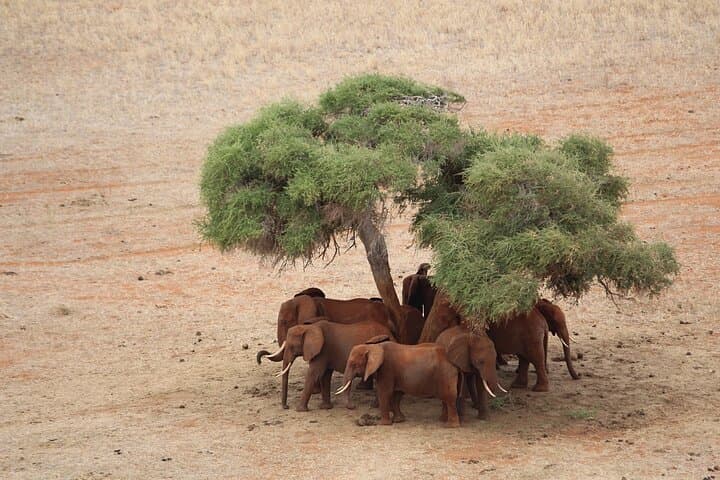 2-Day Tsavo East Safari: Red Elephants, Big Five & Waterhole Lodging photo 5