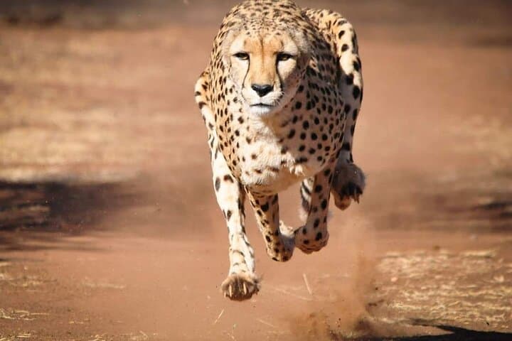 6-Day Budget Safari: Maasai Mara, Lake Nakuru & Amboseli Wildlife Tour photo 2