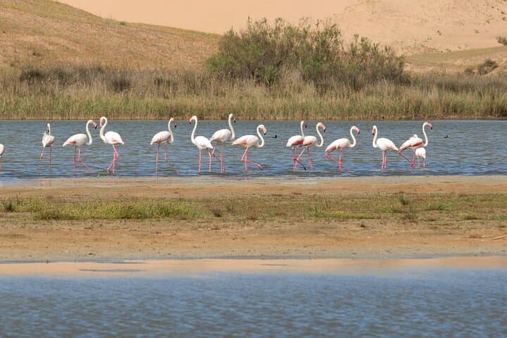 Agadir 4x4 Desert & Coastal Dunes — Massa Birds, Tiznit Walls and Berber Lunch photo 2