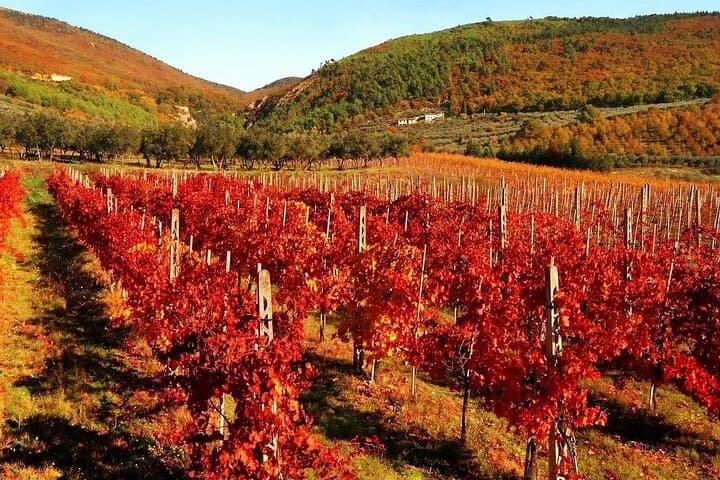 Private Tuscany Day Tour: Siena, San Gimignano & Chianti Wine Tasting photo 4