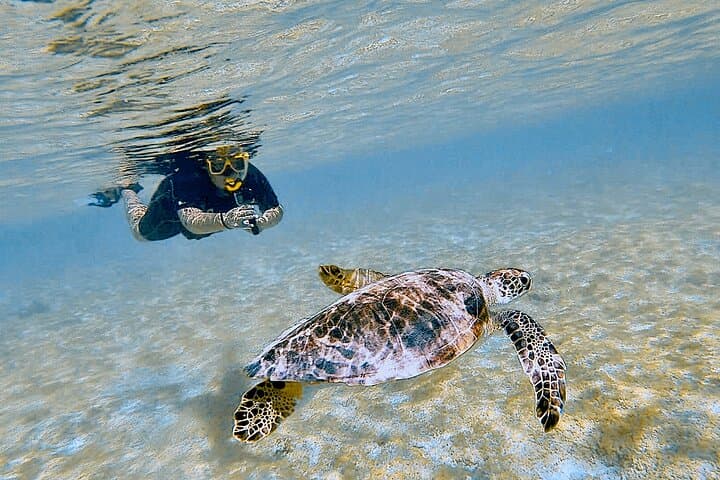 Snorkel with Turtles & See Flamingos in Bonaire — Te Amo Beach Guided Trip photo 1