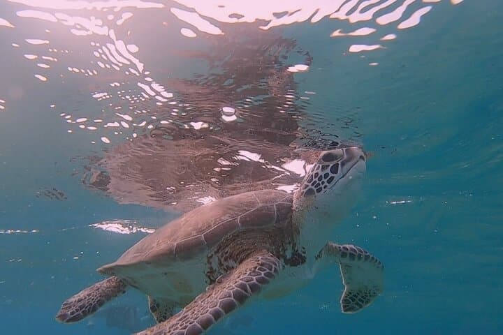 Snorkel with Turtles & See Flamingos in Bonaire — Te Amo Beach Guided Trip photo 2