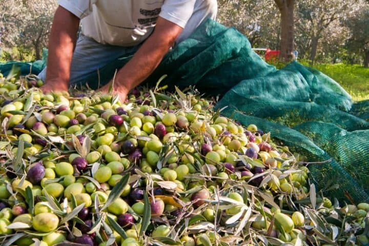 Harvest & Feast: Private Olive-Picking and Culinary Tour in Zadar