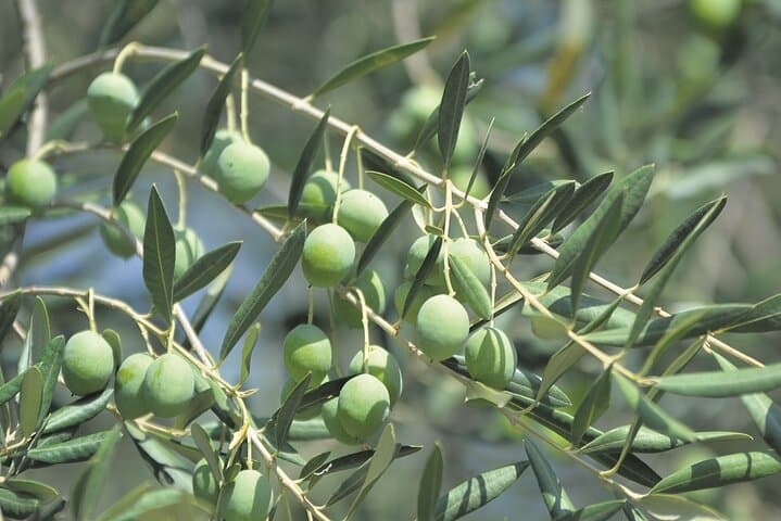 Harvest & Feast: Private Olive-Picking and Culinary Tour in Zadar photo 2