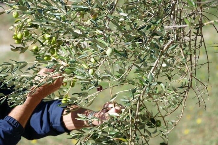 Harvest & Feast: Private Olive-Picking and Culinary Tour in Zadar photo 3