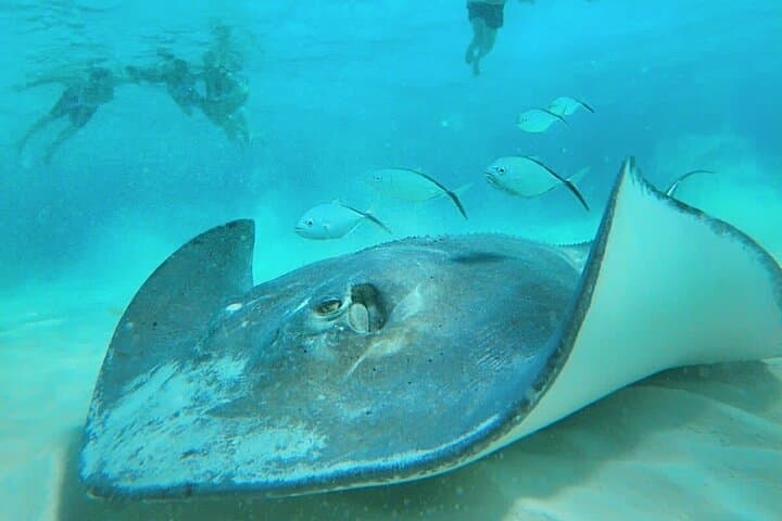 El Cielo Cozumel Snorkel: Palancar & Colombia Reefs, Starfish Sands and Snorkel With Rays photo 3
