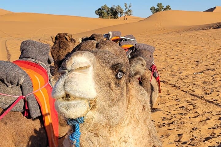 Merzouga Desert Trek: 3-Day Erg Chebbi Camel & Bivouac Adventure from Marrakech photo 6