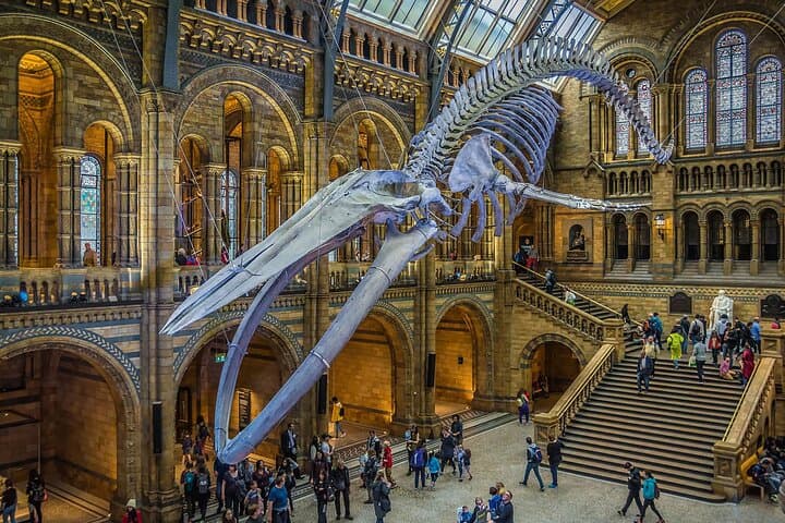 Inside London’s Natural History Museum — Diplodocus, Blue Whale & Evolution Gallery photo 4