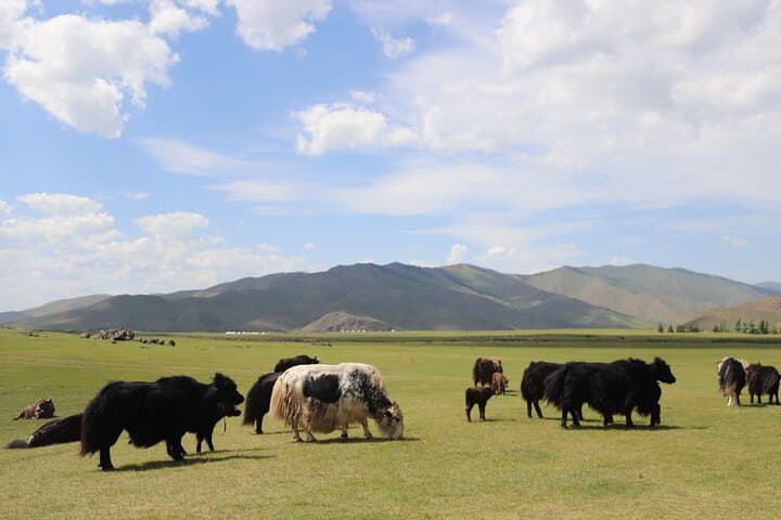 Mongolian Gobi 6-Day Private 4WD Tour — Camel Trekking, Khongoryn Dunes & Flaming Cliffs photo 6
