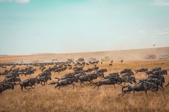 7-Day Private Wildebeest Great Migration Safari from Arusha — Serengeti, Ngorongoro & Tarangire photo 2