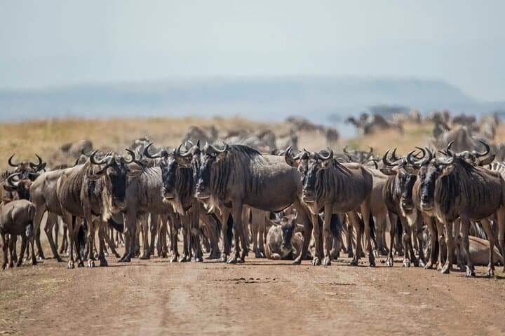 7-Day Private Wildebeest Great Migration Safari from Arusha — Serengeti, Ngorongoro & Tarangire photo 3