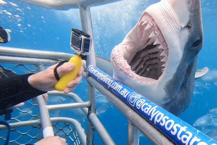 Shark Cage Diving from Cape Town to Dyer Island — Great White Encounters