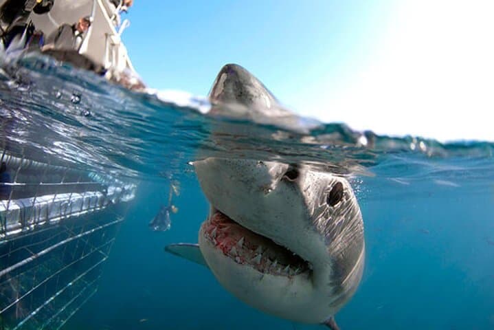 Shark Cage Diving from Cape Town to Dyer Island — Great White Encounters photo 3